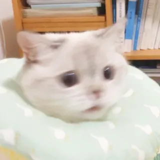 😱 421c61d4 고양이, 동물, 애완동물, 목걸이, 반려동물, 귀여운, 포유류 telegram sticker