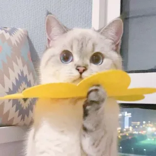 ☺️ 5fa1e281 고양이, 귀여운, 동물, 애완 고양이, 애완동물, 눈, 노란색, 사랑스러운 telegram sticker