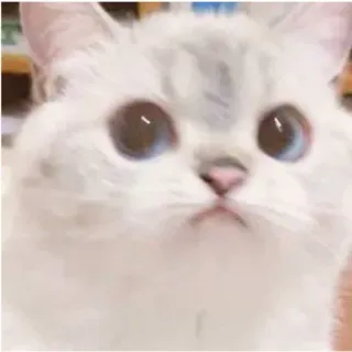 🥺 79f2678f 고양이, 귀여운, 동물, 애완동물, 흰 고양이, 파란 눈 telegram sticker