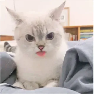 😛 8229019e 고양이, 귀여운, 동물, 애완동물, 혀, 스티커 telegram sticker