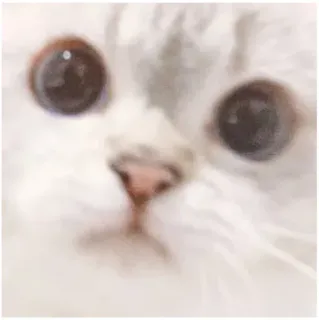 🙄 d195448c 고양이, 동물, 애완동물, 귀여운, 흰 고양이, 새끼 고양이 telegram sticker