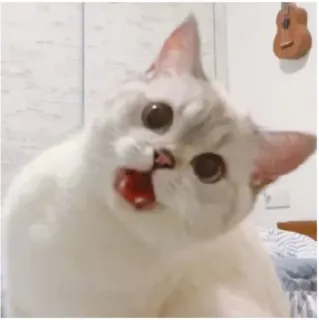 😨 e08f6d13 고양이, 동물, 애완동물, 흰 고양이, 귀여운, 웃긴, 사랑스러운 telegram sticker