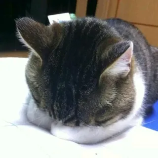 🙈 1427591c gato, durmiendo, animal, mascota, doméstico whatsapp sticker