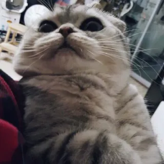 😳 37251042 gato, mascota, animal doméstico, lindo whatsapp sticker