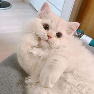 😕 8fff9e98 gato, lindo, esponjoso, mascota, animal whatsapp sticker