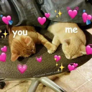 💞 b61144b2 you me gatos, amor, corazones, meme, relación whatsapp sticker