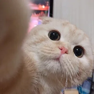 🤳 c878b706 gato, mono, Scottish Fold, animal, doméstico whatsapp sticker