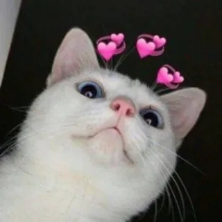 🙂 dd545578 gato, animal, lindo, corazones whatsapp sticker