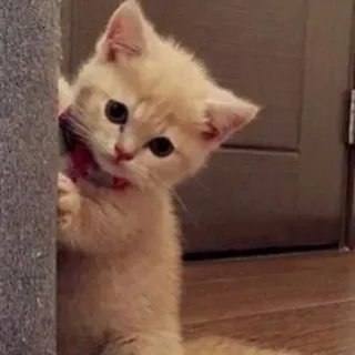 🥺 ea5758d6 gato, gatito, lindo, mirando whatsapp sticker