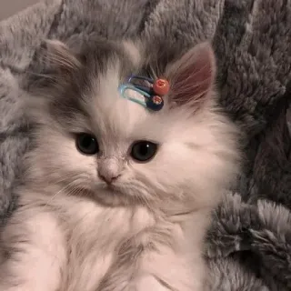 🙄 58715fc2 kucing, anak kucing, hewan peliharaan, lembut, imut, binatang telegram sticker