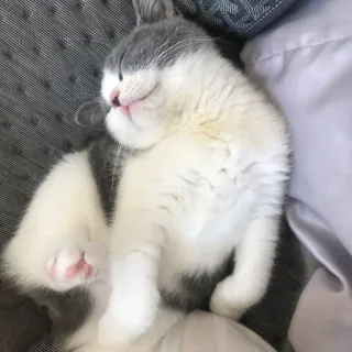 ❤️ bdda82db kucing, anak kucing, tidur, lucu, hewan telegram sticker