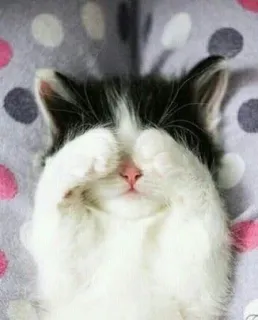 😳 eba69445 anak kucing, kucing, imut, hewan, cilukba, mengantuk, hewan peliharaan telegram sticker