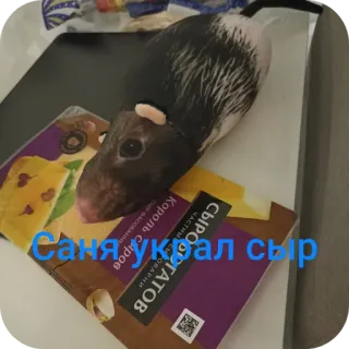 🐶 3d96db35 Саня украл сыр tikus, keju, makanan, hewan telegram sticker