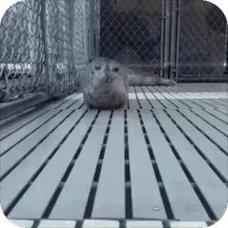 🏃‍♀️ 00babe35 zeehond, dier, zoogdier, waterdier, wildlife, grijs, dierentuin, schattig telegram sticker