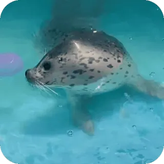 😌 36da3b31 zeehond, dier, water, schattig, zwemmen, zoogdier telegram sticker