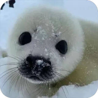 🥺 68edf5cb zeehond, zeehondenpup, dier, schattig, wilde dieren telegram sticker