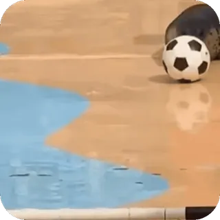 🤩 70dee47f zeehond, voetbal, bal, dier, spelen, water, oceaan, schattig telegram sticker