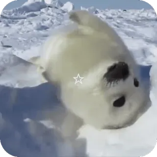 🥰 9e75dde5 zeehond, zeehondenbaby, schattig, Arctisch, dier, wilde dieren telegram sticker