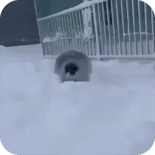 😊 ad851df8 zeehond, sneeuw, winter, dier, schattig, koud, natuur telegram sticker