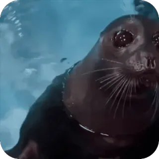 🥺 b98ac32d zeehond, dier, schattig, wilde dieren, zoogdier, waterdier telegram sticker