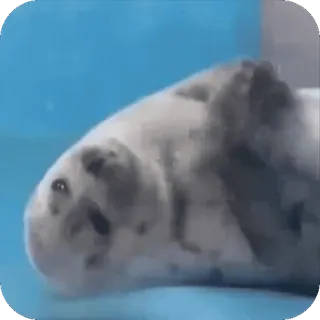 😁 c4dca0be zeehond, dier, schattig, zeezoogdier, wildlife telegram sticker