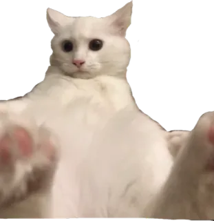 😅 49e8cc87 猫, 搞笑, 表情包, 动物, 可爱, 宠物 telegram sticker