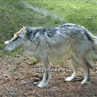 🤨 2606c05b подробнее » lobo, animal, vida selvagem, natureza, detalhes, russo telegram sticker