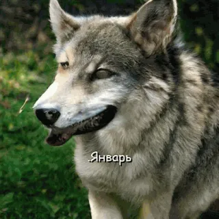 ❄️ 770ea287 Январь lobo, animal, russo, natureza, vida selvagem, mês, calendário, janeiro telegram sticker