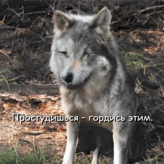 🥶 9230c208 Простудишься – гордись этим. lobo, animal, natureza, floresta, texto russo telegram sticker