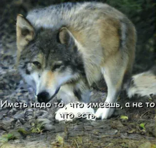 🧐 e36588fc Иметь надо то, что имеешь, а не то что есть. lobo, animal, vida selvagem, russo, citação telegram sticker