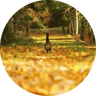 🤩 35889557 nature, forêt, automne, automne, arbres, feuilles, chemin telegram sticker