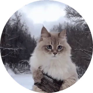 🤩 40d16792 chat, animal de compagnie, animal, mammifère, poilu, neige, hiver, mignon telegram sticker