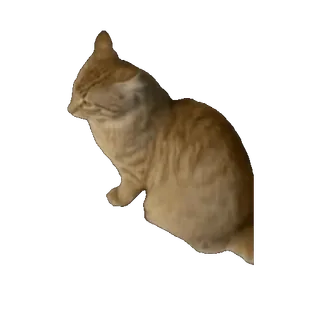 😀 63c79018 chat, animal, animal de compagnie, félin, orange, chat domestique telegram sticker