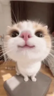 🤩 9f7b460f chat, animal, animal de compagnie, mignon, drôle, animal domestique telegram sticker