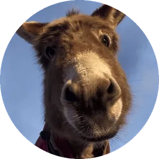 🤩 ba32af68 Donkey Shrek âne, Shrek, Dreamworks, animation, animal, dessin animé telegram sticker