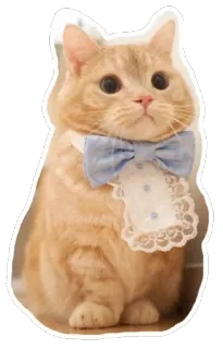 🐱 01f32dde gato, mascota, lindo, adorable, gatito, pajarita, animal whatsapp sticker