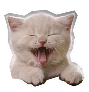 🐱 12ad17b0 gato, gatito, bostezo, lindo, animal, mascota whatsapp sticker