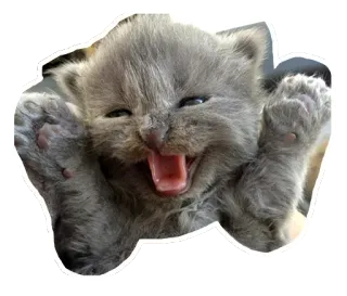 Kitten @stickersb2b whatsapp stickers