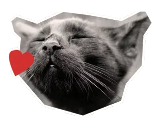 🐱 1c721cb8 gato, mascota, animal, corazón, amor, pegatina whatsapp sticker