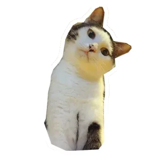 🐱 378b375c gato, animal, mascota, pegatina whatsapp sticker