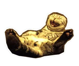 🐱 3d7f1f0d gato, risa, animal, gracioso, meme, feliz, gatito whatsapp sticker