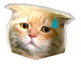 🐱 447397da gato, preocupado, sudando, pegatina, animal, mascota whatsapp sticker