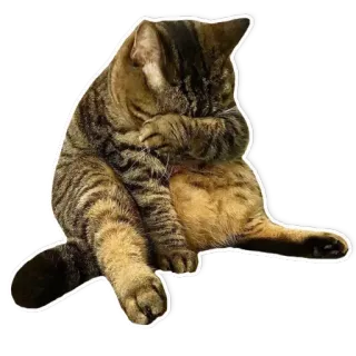 🐱 4973a84a gato, mascota, animal, sentado, felino, lindo, doméstico whatsapp sticker