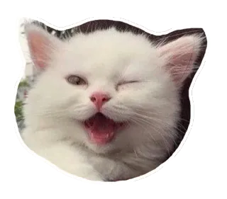 🐱 4dc1fc9c gato, gatito, animal, blanco, mascota, lindo, guiño whatsapp sticker