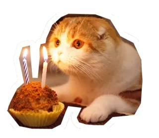 🐱 51ef5ade gato, cumpleaños, torta, vela, animal, celebración whatsapp sticker