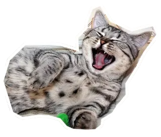 🐱 5d3d6d5b gato, gatito, bostezando, animal doméstico, lindo, mascota, animal whatsapp sticker