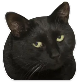 🐱 604eed18 gato, gato negro, mascota, animal, pegatina, gato doméstico whatsapp sticker
