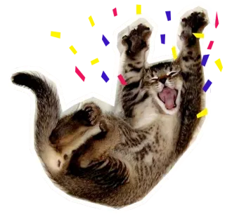 🐱 6cf1faab gato, celebración, fiesta, confeti, animal, divertido, feliz whatsapp sticker