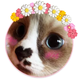 🐱 6d17a789 gato, animal, pegatina, lindo, kawaii, flores whatsapp sticker