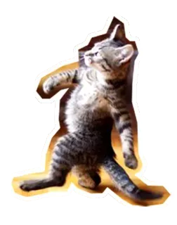 🐱 6db7debd gato, animal, mascota, baile, humor, meme, lindo whatsapp sticker